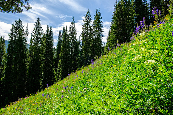 Washington Gulch Trail