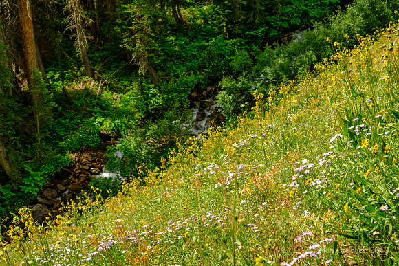 Washington Gulch Trail