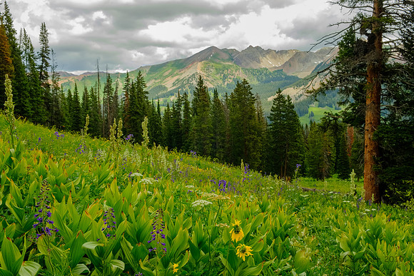 Washington Gulch Trail