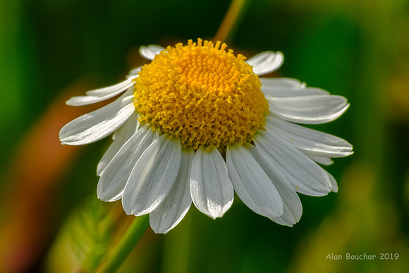 White Marsh Marigold