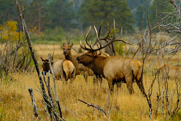 Bulk Elk guarding his Harem