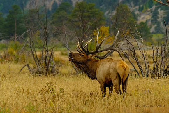 Bulk Elk Bugling