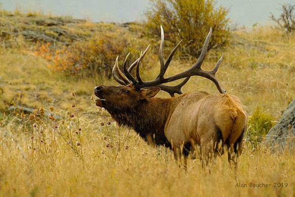 Bulk Elk Bugling
