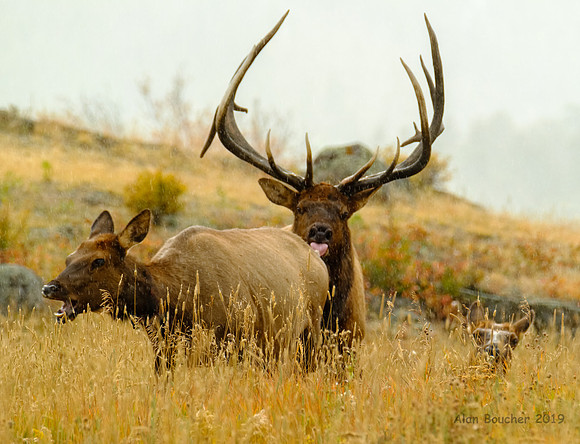 Checking his Mate