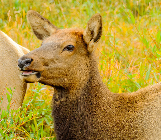 Young Elk