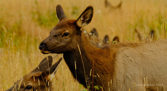 Cute Young Elk