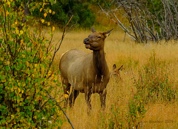 Cow Elk