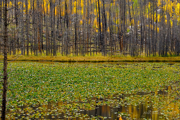 Aspens over Cub Lake