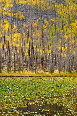 Aspens over Cub Lake