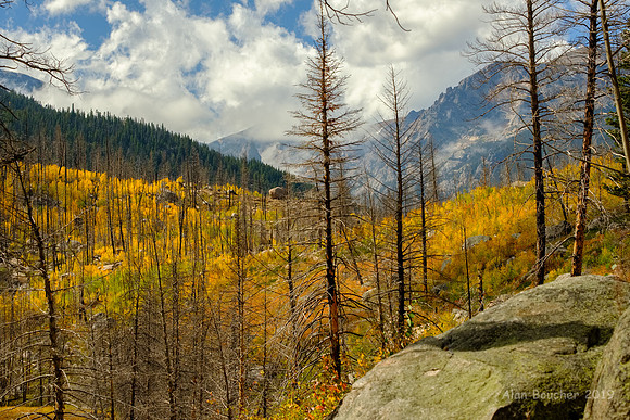 Golden Aspens