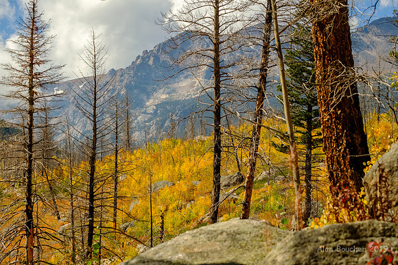 Golden Aspens