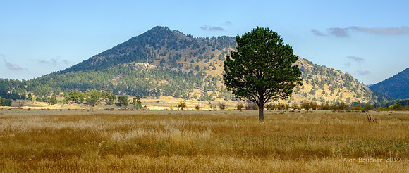 Lone Tree