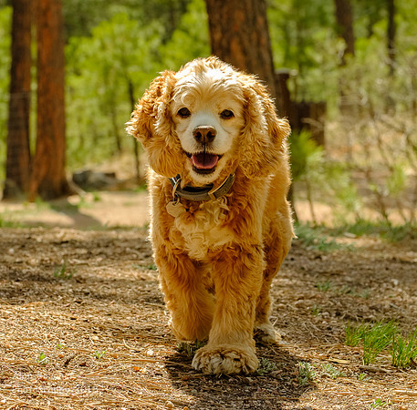 Bailey in His Favorite Park