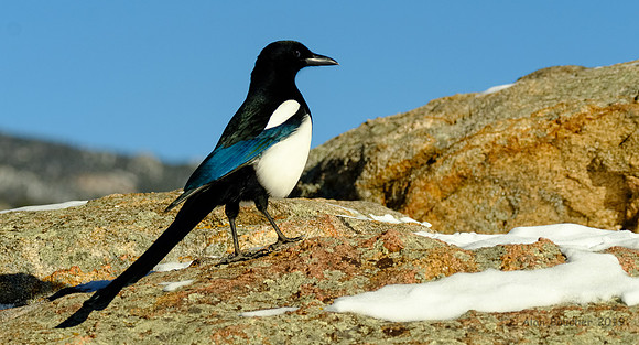Magpie on the Rocks