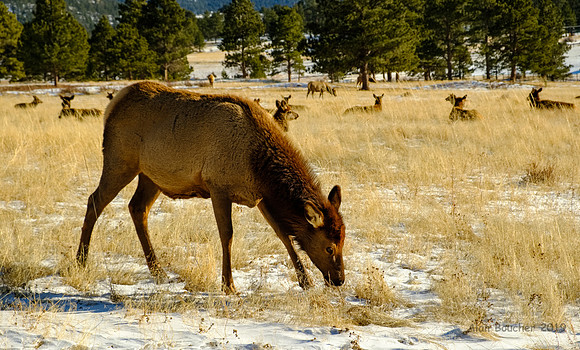 Elk Grazing in the Snow
