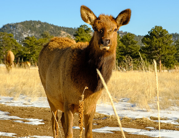 Curious Young Elk