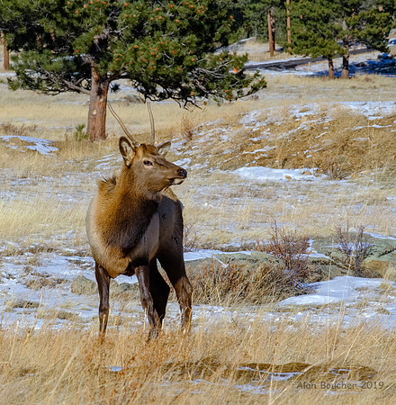 Young Bull Elk