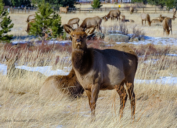 Curious Young Elk