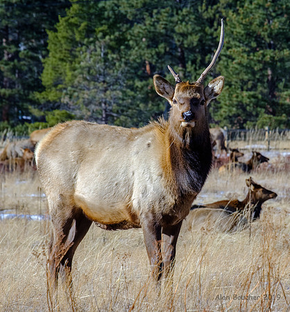 Broken Antler