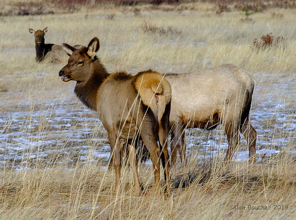 Young Elk
