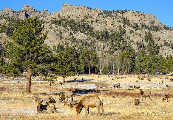 Lots of Elk