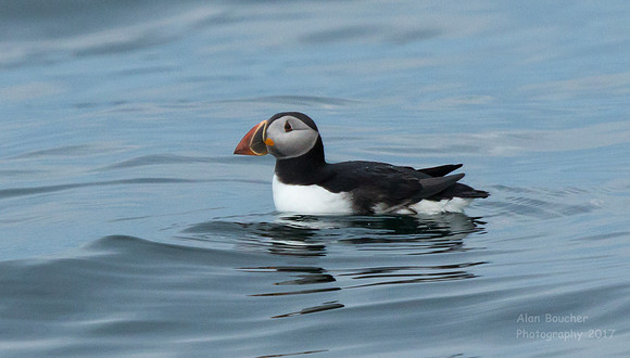 Puffin