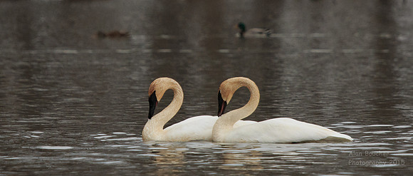 Pair of Dancing Swans