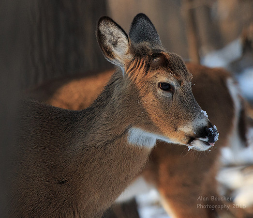 Licking the Snow