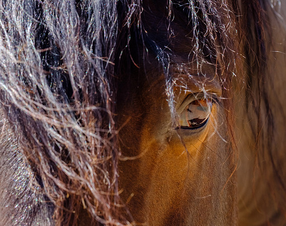Eye of the Horse
