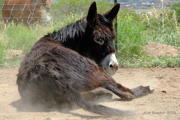 Dust Bath