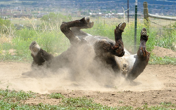 Dust Bath