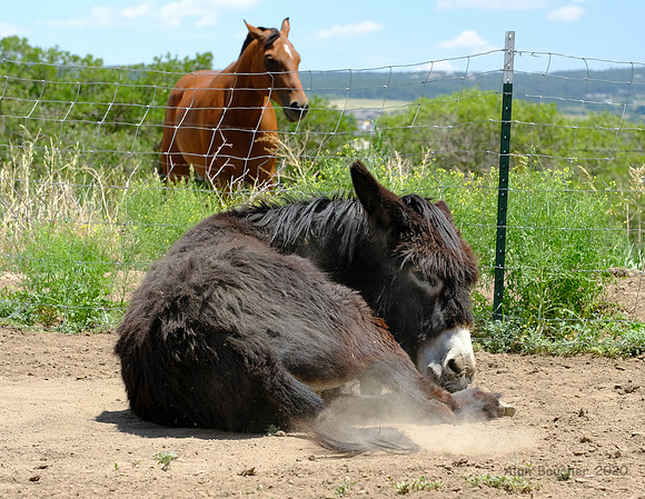 Dust Bath