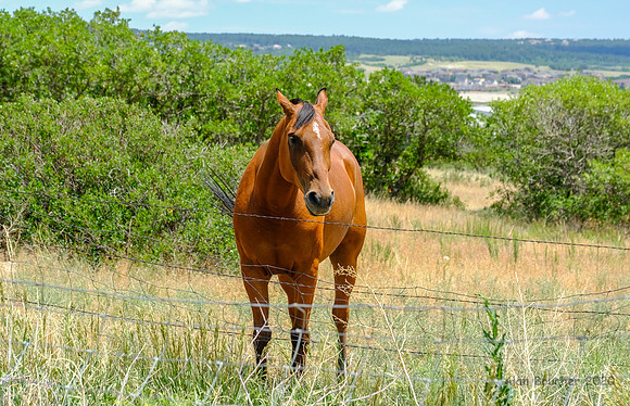 Handsome Horse
