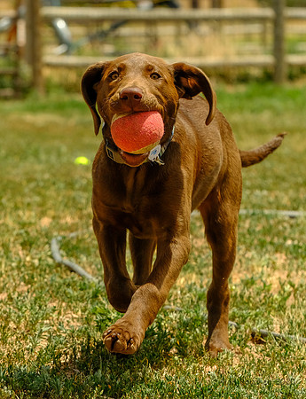 Bella the Retriever