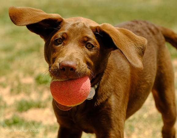 Bella the Retriever
