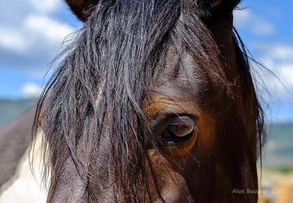 Eye of the Horse