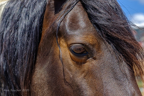 Eye of the Horse