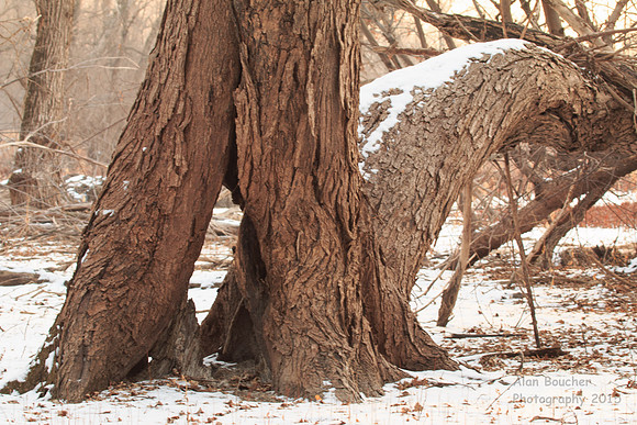 Split Tree