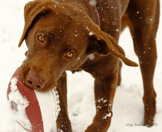 Playing Snow Football