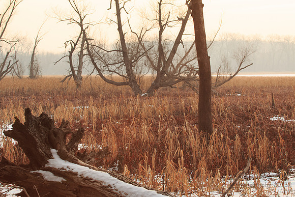 Eerie Swamp