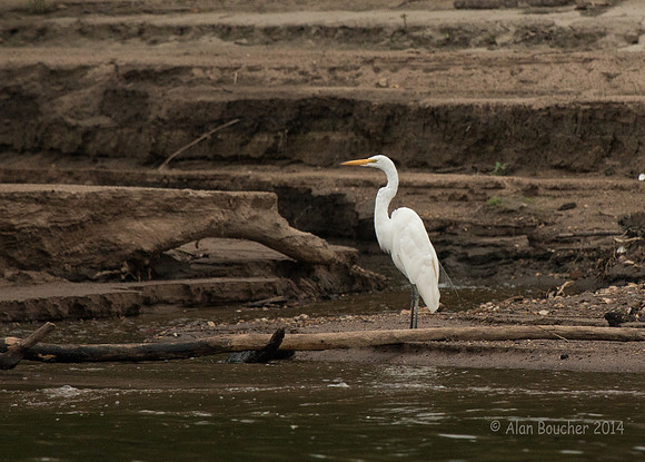 Great Egret