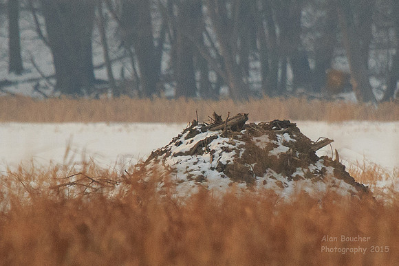 Beaver Lodge