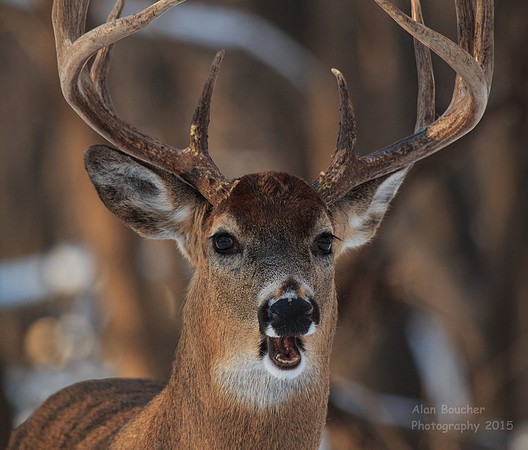 Nice Teeth