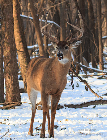 Chomping Buck