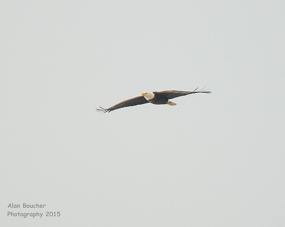 Bald Eagle Wings Spread