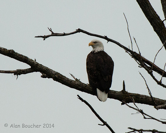Bald Eagle