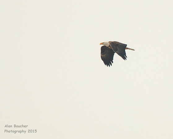 Bald Eagle Wings Down