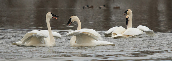 Mating Ritual