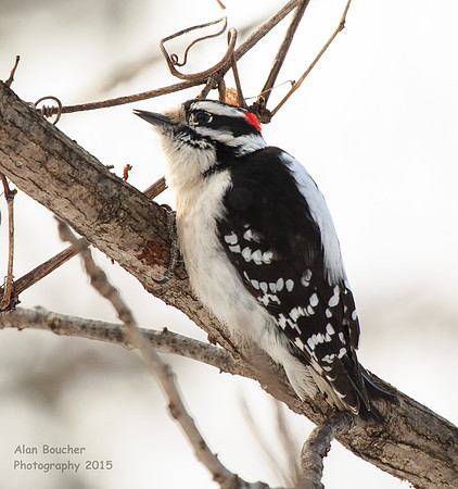 Downy Woodpecker tasting a snack