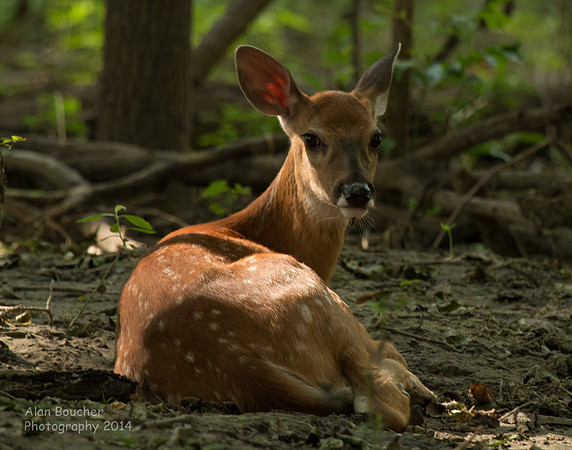 Fawn listening